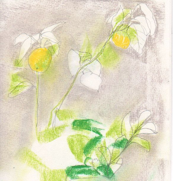 chalk and graphite drawing of lemon tree