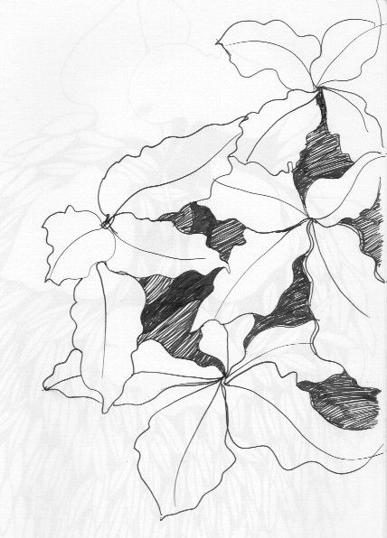 ink sketch of leaves