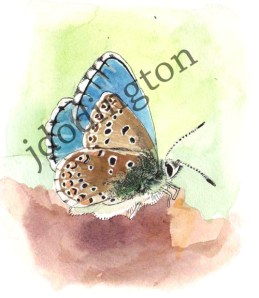 Blue Butterfly, watercolor and ink on paper, 4 x 4"