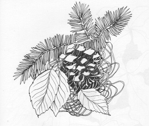 ink drawing of pine cone