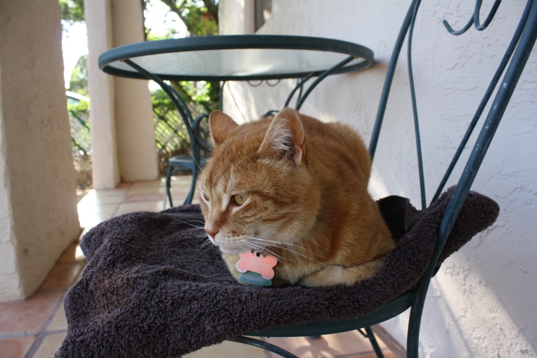 photo of orange cat on porch