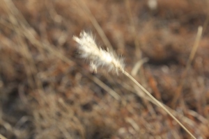 desert grass
