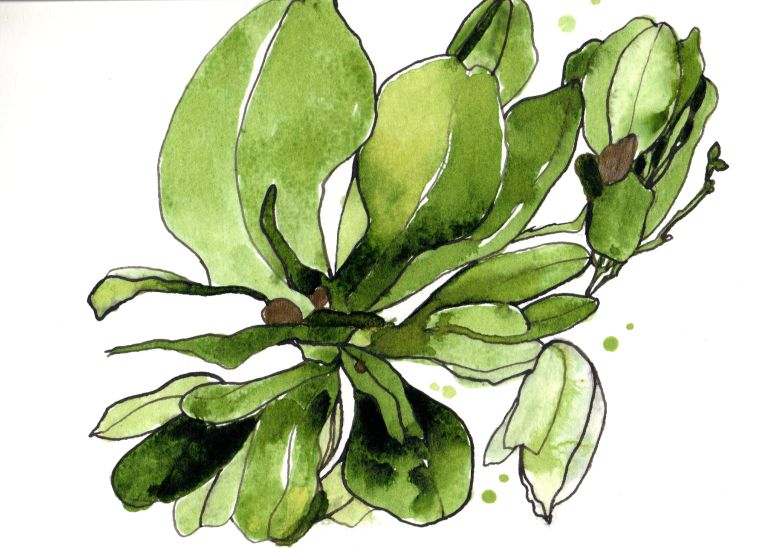 ink drawing of green blossoming plant