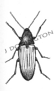 Click Beetle, ink on paper, 3 x 3"
